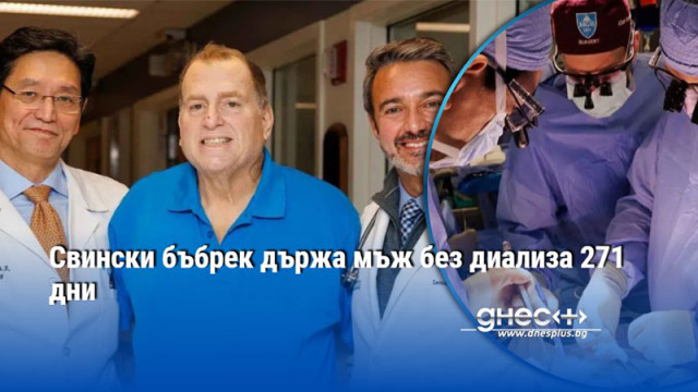 Свински бъбрек държа мъж без диализа 271 дни