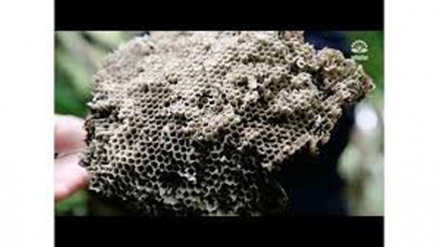 Откриха гнездо на оси с големината на двуместна палатка (Видео)