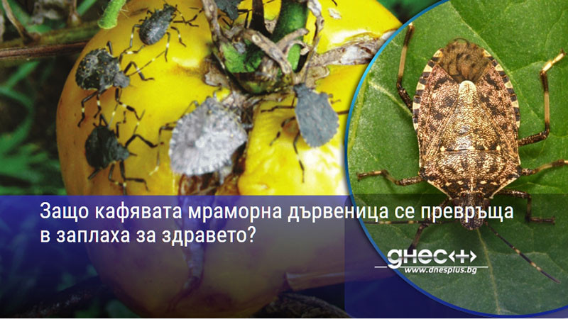 Защо кафявата мраморна дървеница се превръща в заплаха за здравето?
