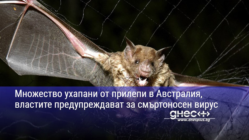 Множество ухапани от прилепи в Австралия, властите предупреждават за смъртоносен вирус