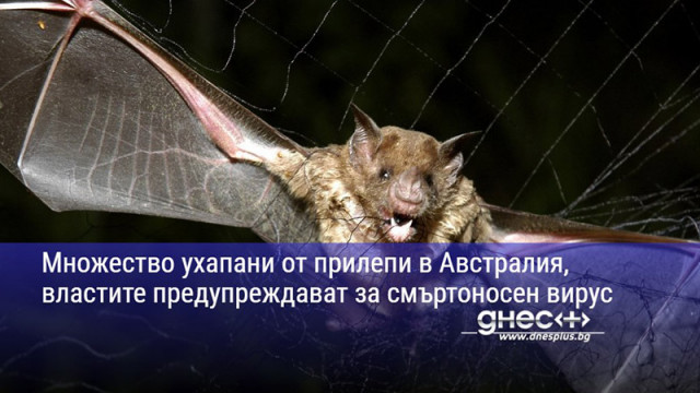 Множество ухапани от прилепи в Австралия, властите предупреждават за смъртоносен вирус