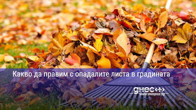 Какво да правим с опадалите листа в градината