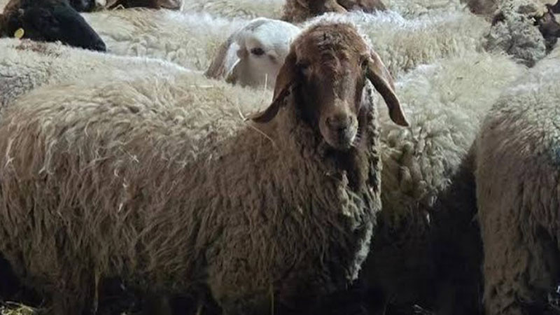 БАБХ констатира огнище на шарка по овцете и козите в Шабла
