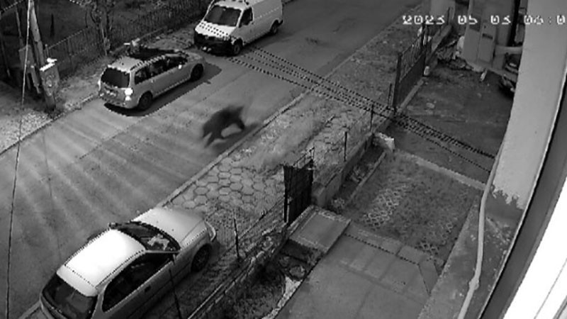 Малко мече се разходи по улиците на Благоевград