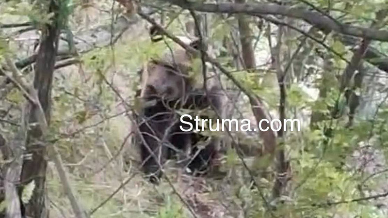 Мечка нахлу в къща за гости край Кресна, потроши кухнята и влезе в спални