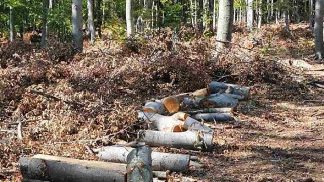 Прокуратурата се захваща със сеч във вековна дъбова гора край Котел