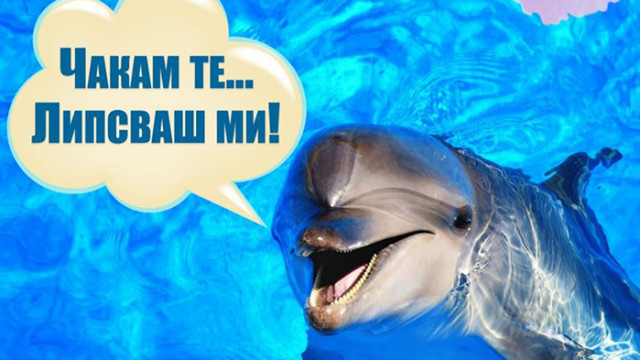 Делфинариумът във Варна отваря врати утре