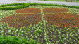 Над 31 000 цветя ще бъдат засадени в Ямбол