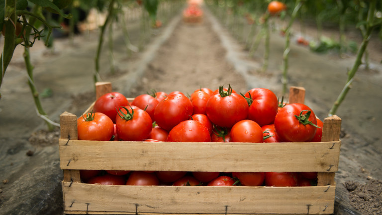 С 40% намаляват площите, на които се отглеждат домати