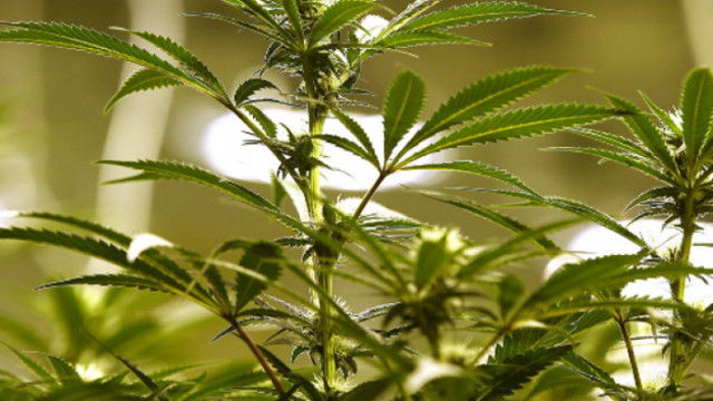 Двама отиват на съд, заради големи количества марихуана