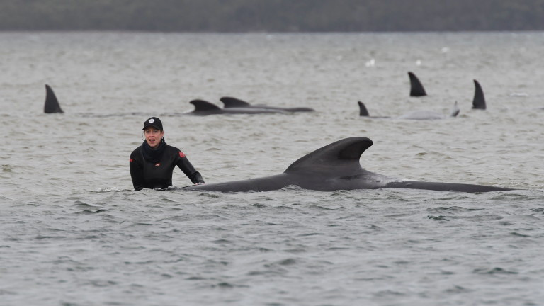 Най-малко 380 мъртви кита при засядане на брега в Австралия