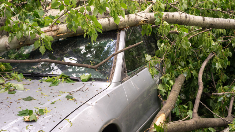 Заради силен вятър дърво падна върху кола в Хасково