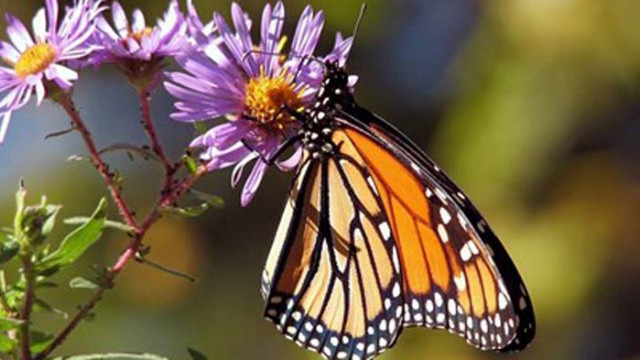 Цветът на крилата на пеперудите определя жизнеспособността им