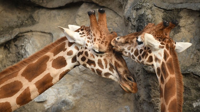 Хомосексуалност в животинския свят
