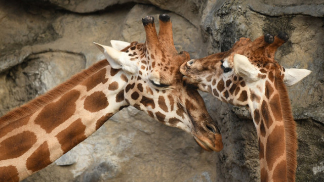 Хомосексуалност в животинския свят