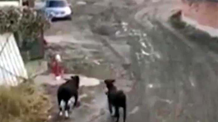 Два бика тероризират жители на столичния „Лозенец“