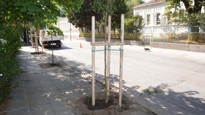 Засаждат 40 нови дръвчета във Варна