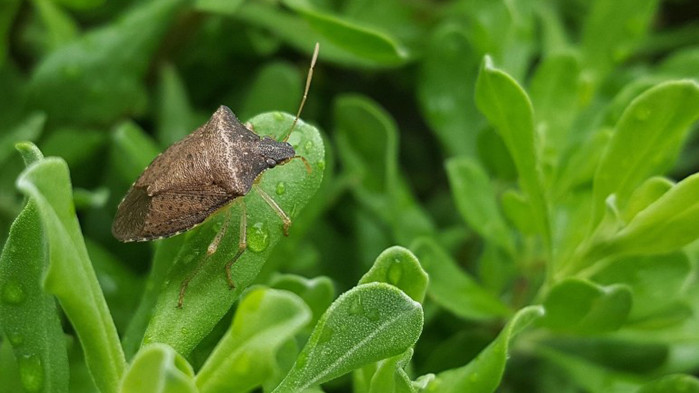 Китайски миризливки изместили нашите зелени, унищожават реколтата и влизат в дома