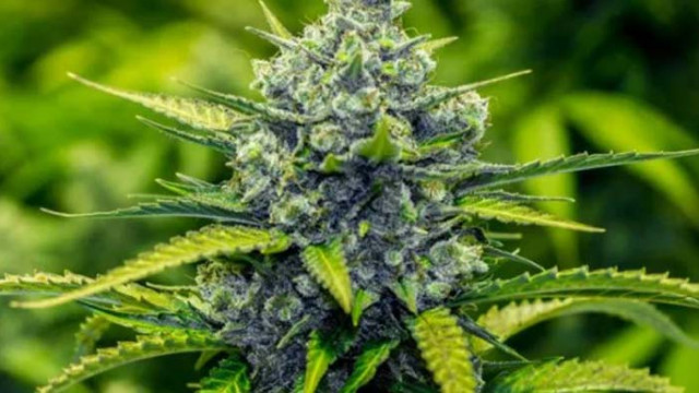 Голямо количество марихуана заловиха във Варна