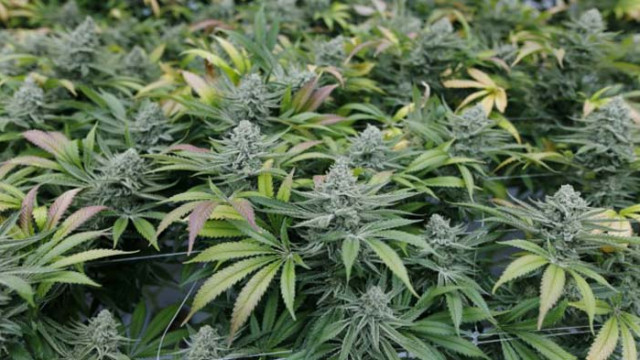 Домашен арест за обвиняем за отглеждане на марихуана