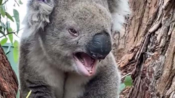 Зоолози показаха как ръмжи сърдита коала (ВИДЕО)