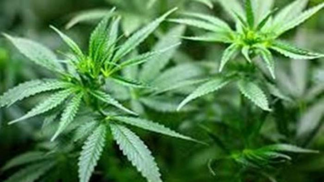 Оставиха в ареста наркофермерите, спипани с трева за близо 73 бона