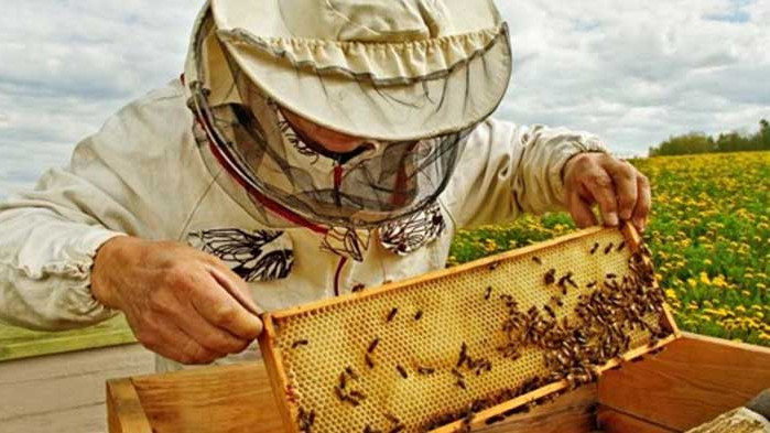 Започна приемът на заявление за подпомагане на пчеларите