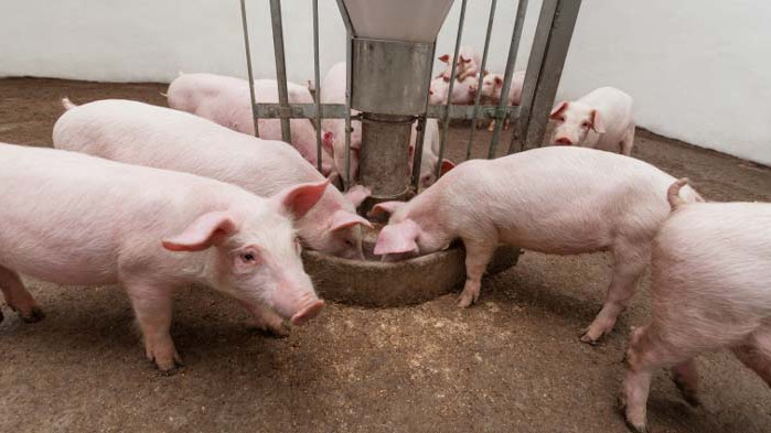 Опасността от нова вълна от африканската чума по свинете не била отминала