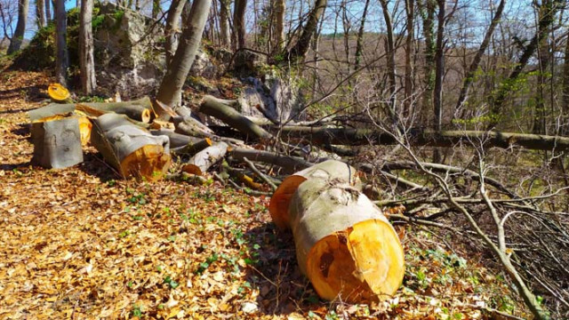 Близо 6000 проверки са направили горските през октомври