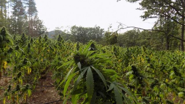 Задържан е шести обвиняем по делото за разпространение на наркотични вещества в района на Дългопол