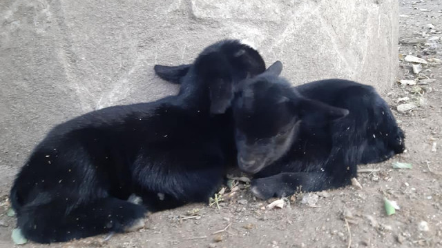 Избират с анкета имена на новородените камерунски козлета в зоопарка