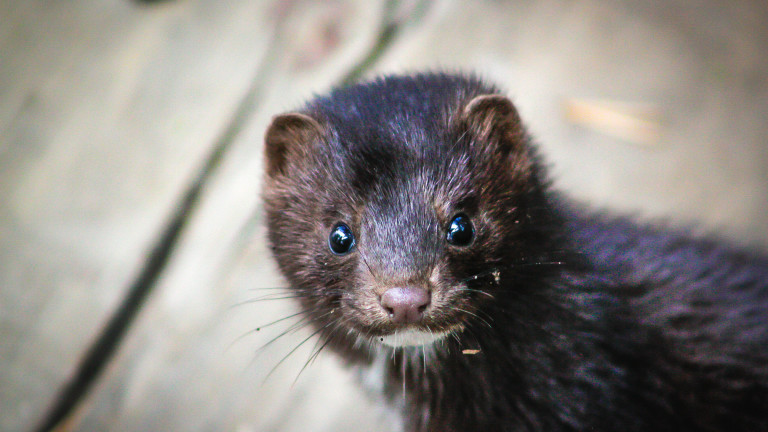 Коронавирусът, фермите за норки и защо в Дания избиват милиони животни