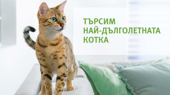 Търси се най-дълголетната котка в България