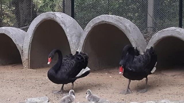 Две нови бебета във варненския зоопарк