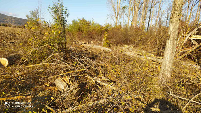 Екип на ИАГ преустанови незаконна сеч в частни гори в землището на с. Сенник, община Севлиево
