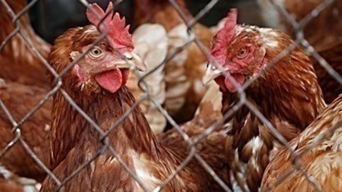 Птичи грип се настани успоредно с COVID-19 в Белгия