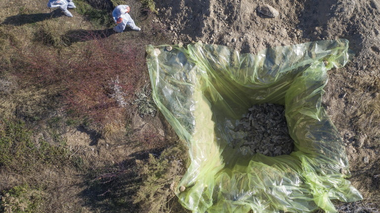 Дания: Мутиралият вариант на коронавируса сред норките е унищожен