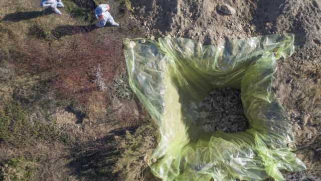 Дания: Мутиралият вариант на коронавируса сред норките е унищожен