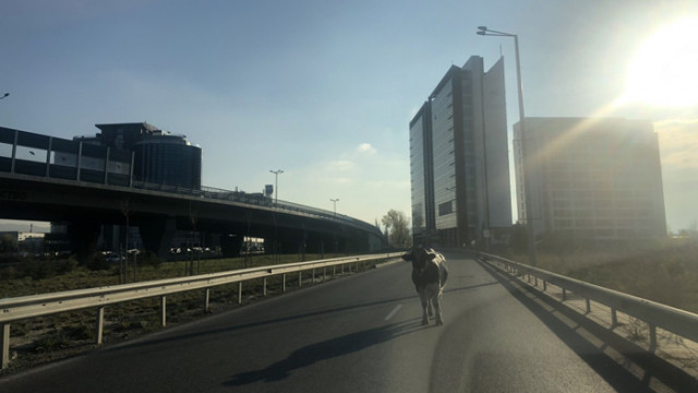 Крави превзеха булевард „Брюксел“