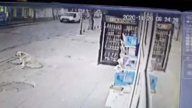 Откриха оръжия и боеприпаси в дома на мъжа, наръгал бездомно куче в столичния квартал "Надежда 4"