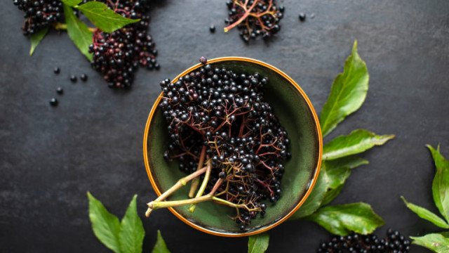 Черният бъз: с какво е полезен и за какво да внимаваме при консумацията му