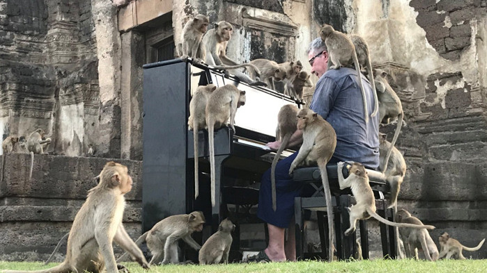 Пианист изнася концерти за маймуни в Тайланд