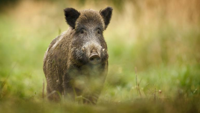 Пишман ловци хванати с убито диво прасе в багажника