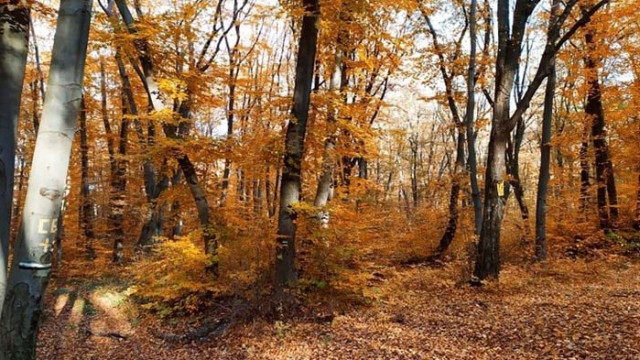 Продължават бракониерските набези в горите