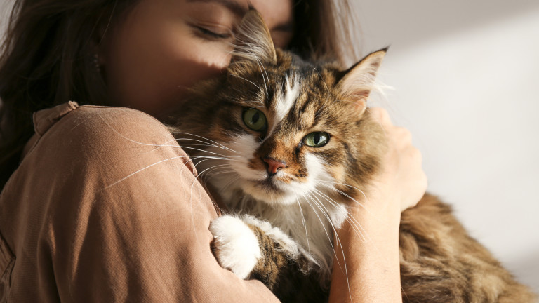 Котките, емоциите им и какво чувстват, когато печелят или губят
