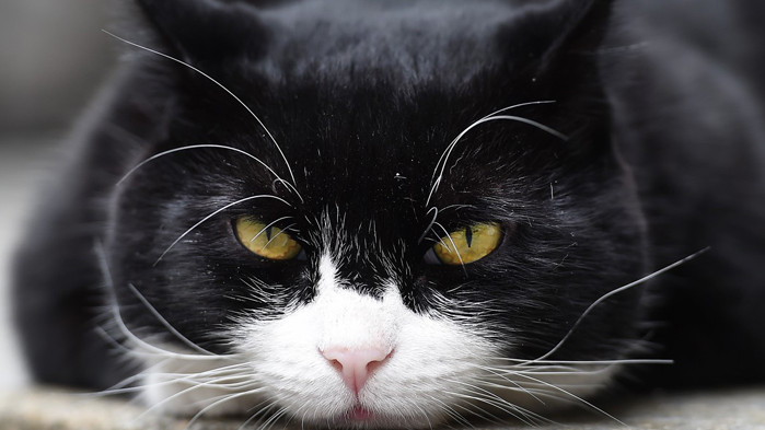 COVID-19 плъзна по домашни любимци в Германия