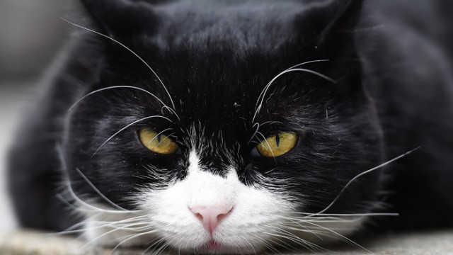 COVID-19 плъзна по домашни любимци в Германия