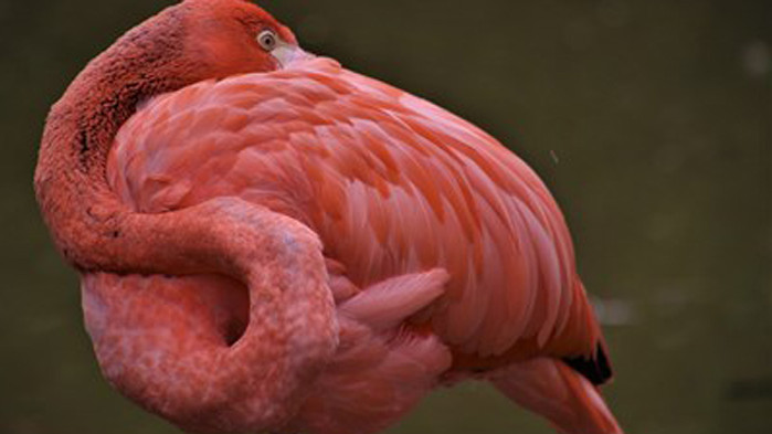 Учени: Розовото фламинго не отлита от Турция заради глобалното затопляне