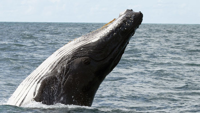 Гърбат кит „разгледа” Статуята на свободата