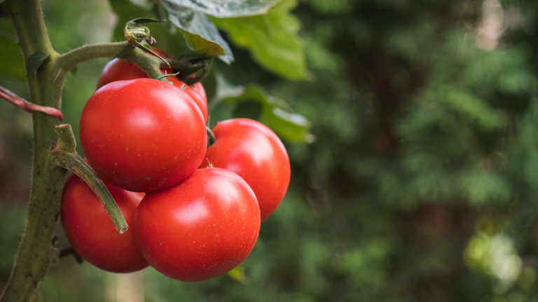 Японците ще ядат ГМО домати